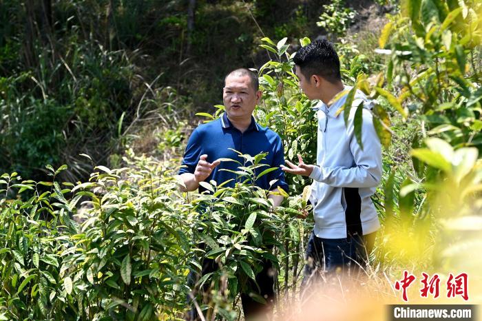 張高漢向參訪者介紹金花茶種植情況?！埥鸫?攝