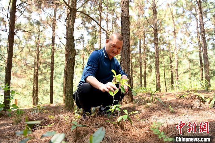 張高漢查看在松樹林下剛套種不久清明茶的生長情況?！埥鸫?攝